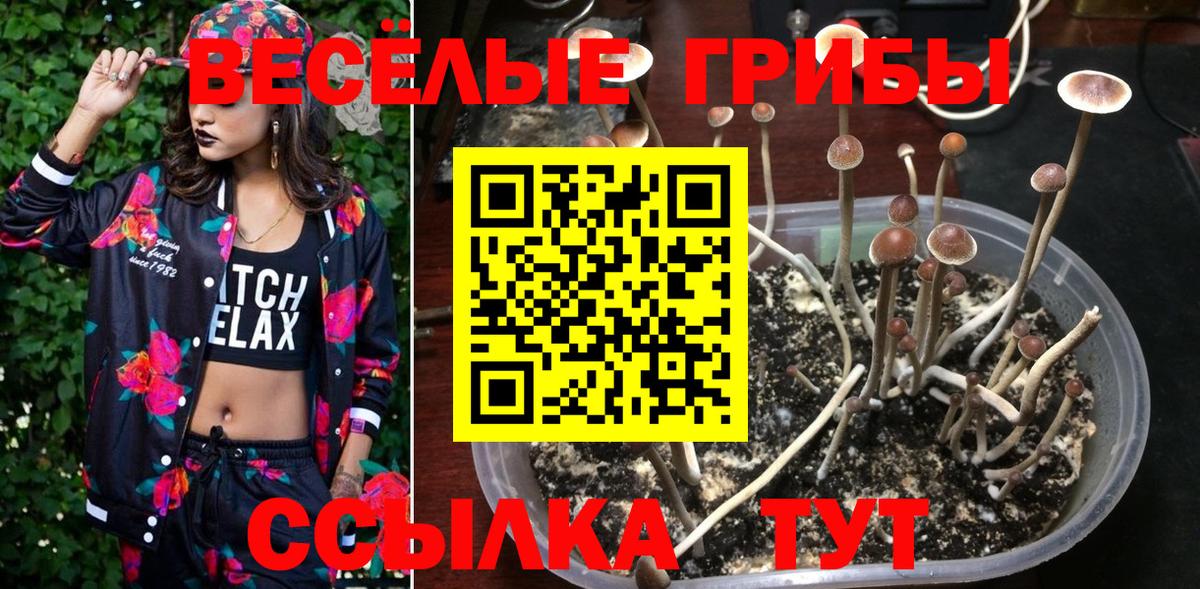 что такое наркотик  Псилоцибиновые грибы мицелий  Галлюциногенные грибы Cubensis  Вход с VPN  Королёв 